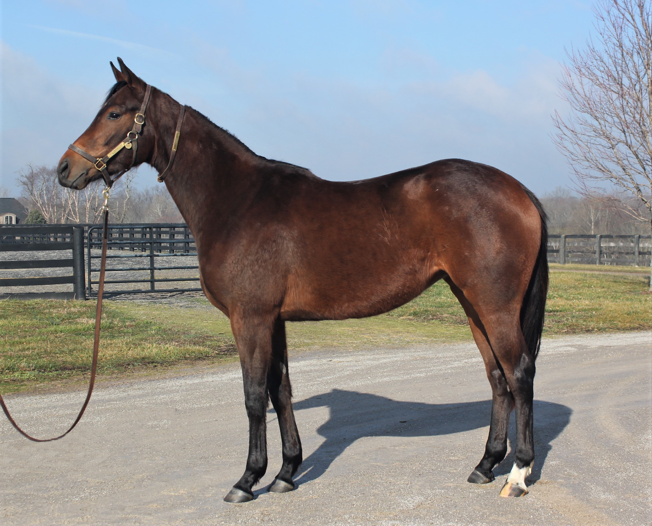 Capria Cheyenne Stables